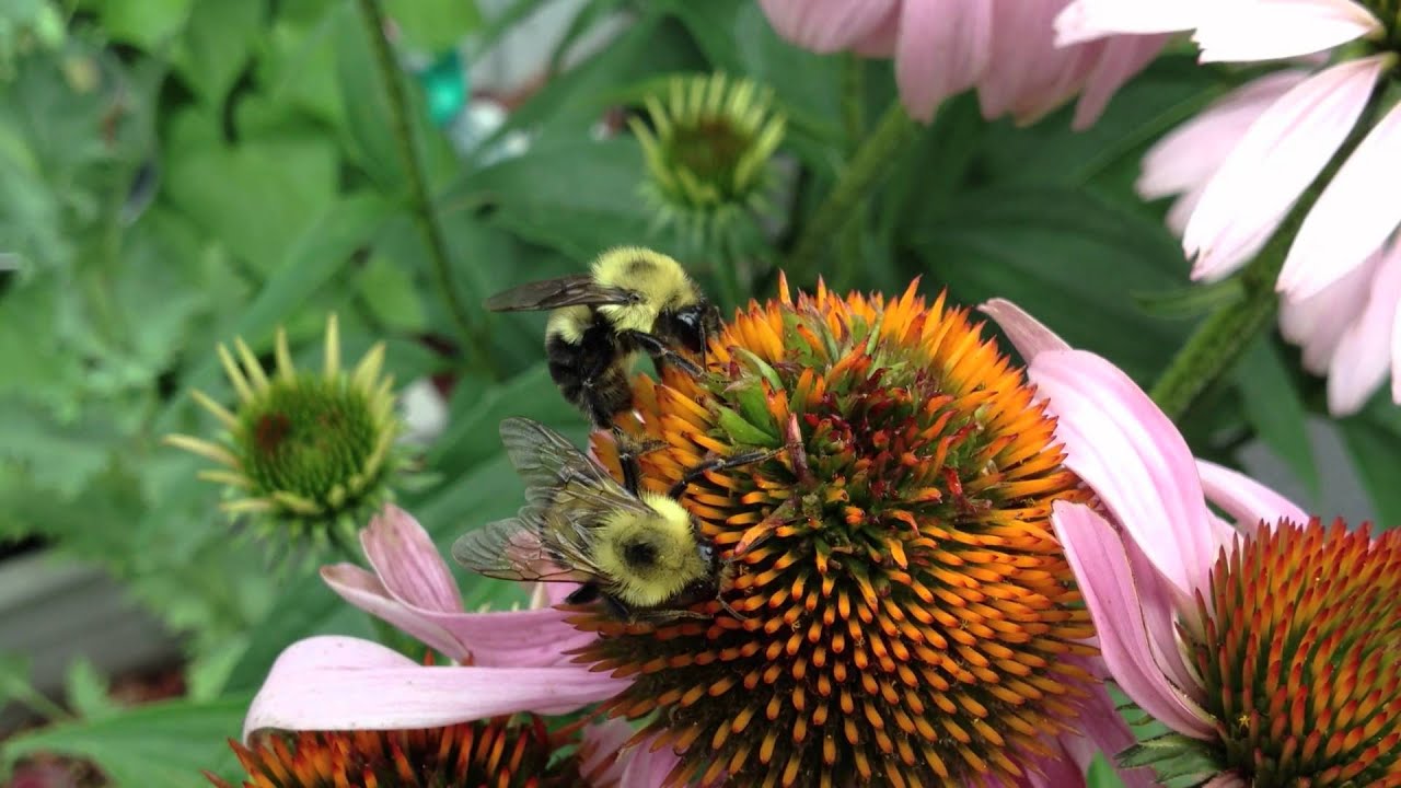 Bumble Bees - YouTube