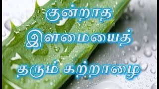 குன்றாத இளமையைத் தரும் கற்றாழை - Aloe Vara Will Help Us To Be Young