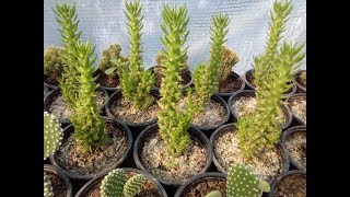 How to grow cactus Austrocylindropuntia subulata 'monstrosa'