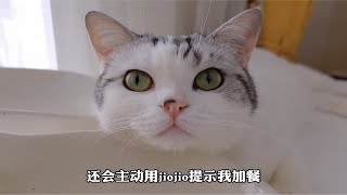 我家七只猫咪的介绍，捡回来的第三只猫咪66小仙女