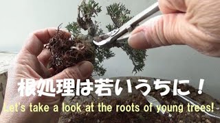 盆栽工房 春嘉 #240 【真柏素材の植え替え】【初心者向き】まず根から作ろう！　Let's make bonsai from the roots!