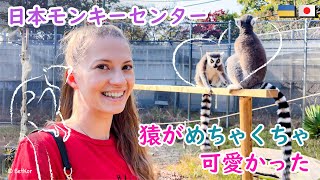 サルの動物園の日本モンキーパークのサルが可愛すぎました! #ウクライナ人 #ukraine #japan #travel