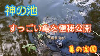 神の池すっごい亀を極秘公開 亀の楽園 岡山