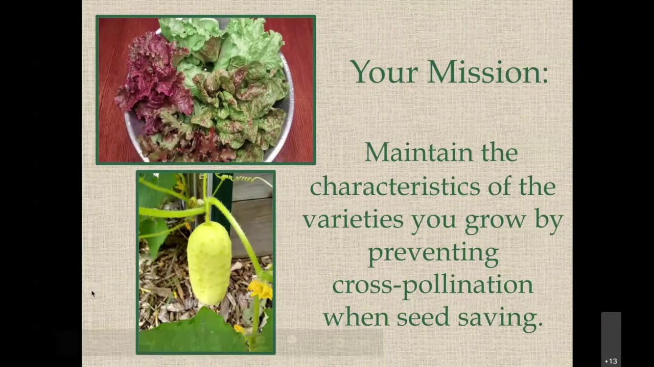 Seed Saving & Harvesting - YouTube