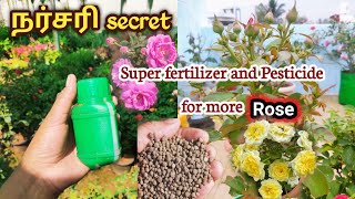 Nursery secret fertilizer and Pesticide for rose plant in tamil || Phosporus rich Flowering booster