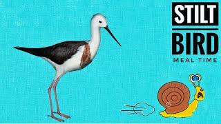 Black Winged Stilt Bird Meal time | Bird Watching