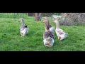 dewlap toulouse geese couple with giant goslings