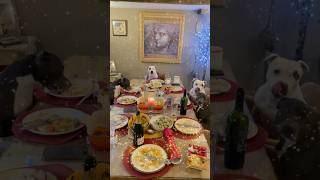 Dogs Christmas Dinner  #dogsofyoutube #dogslife #staffordshirebullterrier #christmas #xmas #staffy