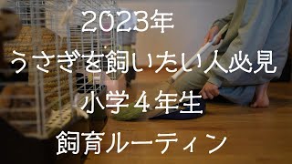 【2023年うさぎを飼いたい方必見】うさぎを飼う小学４年生のお世話ルーティン【ネザーランドドワーフ】