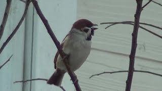 スズメの２種類の鳴き声　Eurasian Tree Sparrow