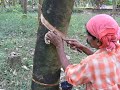 kerala rubber tapping