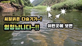 이런 곳으로 가면 씨알 굵은 다슬기 대박 납니다  -- Real 4k HDR 60fps