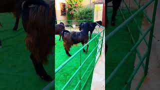 DAMASCUS GOAT #goatface #trendingshorts #babygoats