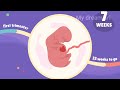 கர்ப்பம் வாரம் 7 7th week of pregnancy symptoms in tamil 7th week of pregnancy pregnancy week 7