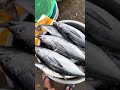 នេសាទបានត្រីធូណាធំណាស់🐟 fishing