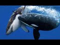 Facts About Killer Whales You NEVER Knew! This Is Why All Whales Are Afraid of Orca