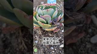 畑の放置七福神#多肉植物 #succulent #shorts  #七福神