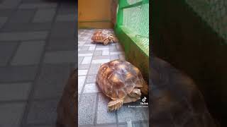 เต่าซูคาต้า - บ้านใหม่ของก้อนเงินก้อนทอง บ้านเต่าบก New house Tortoise.