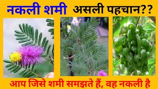 नकली शमी की असली पहचान |  Shami ka ped | Shami plant | वीरतरू | Nakli shami | Vibrant ayurveda