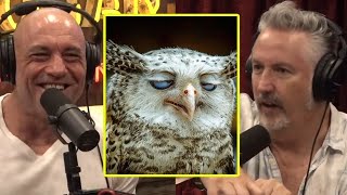 Fun Fact: Owls Are The Dumbest Species Of Birds | Joe Rogan & Harland Williams