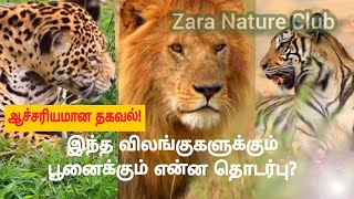 z ஓ மை காட்!  ஆச்சரியமான பரம்பரை ரகசியம்! #சிங்கம் #புலி #சிறுத்தை