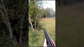 You NEED Fast Reactions When WOODCOCK HUNTING! #shorts