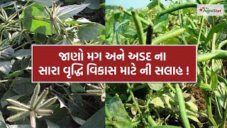 જાણો મગ અને અડદ ના સારા વૃદ્ધિ વિકાસ માટે ની સલાહ ! # good growth in Moong \u0026 black gram