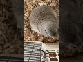 エサが欲しくて大騒ぎのジリス リチャードソンジリス プレーリードッグ sóc animals 癒し