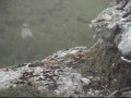 wallcreeper fuente de spain august 2002.wmv