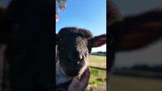 The Most Adorable Baby Sheep Ever