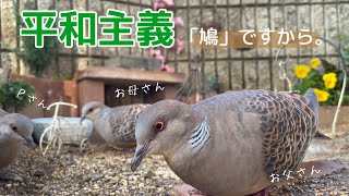 今日の小庭総集編(鳩数６羽)220320