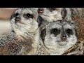 keeping meerkats as pets pros and cons