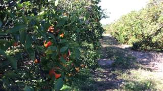 Picking Florida oranges