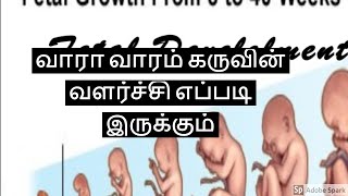 வாரா வாரம் தாயின் வயிற்றில் கருவின் வளர்ச்சி எப்படி இருக்கும் ?||Week by Week FetalDevelopment