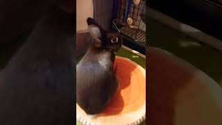 わがやのうさぎはちょっとだけホリホリする #bunny #rabbit #うちのうさぎ