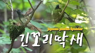 Japanese paradise flycatcher 긴꼬리딱새 2021 최종