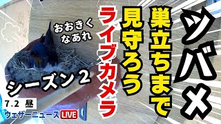 【LiVE】帰ってきた！ツバメの巣立ちを見守ろうライブカメラ Season2  ＜富山県富山市＞2024年7月2日(火)