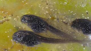 Diving beetle (Dytiscinae) larva capturing a tadpole/Csíkbogár lárva ebihalat zsákmányol