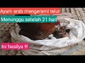 Menunggu setelah 21 hari ayam arab mengerami telur