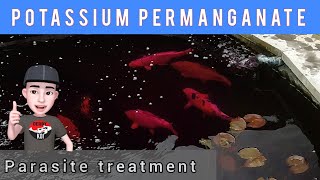 First time using PP in the pond for parasites (KOI POND) (PARASITES)