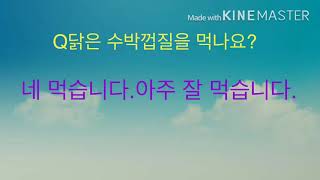 병아리,닭을 키우시는 분들이 궁금해 하시는 점!!(인공파각이 뭔가요,전란은 언제까지 해주나요 등)