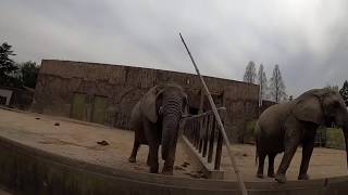 (LIVE)東武動物公園の動物達は元気にしているかな（おやつタイム）