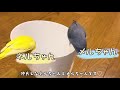 ゴミ箱が気になるマメルリハとボタンインコ｜vlog 24 ｜ベタ慣れ parakeet｜ インコのいる暮らし