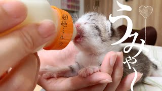 〈子猫ミルクを飲む〉子猫の目が開いてきました。おしっこまだできんからトントンしたー★3日目〈保護猫〉～Kitten growth record～