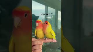 love Bard's 🦜#shorts #short #shortvideo #foryou #subscribe #viral