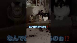 ネコと子ネコとおじさん　えー‼️なんでお外にいるのぉ⁉️我が家のニャンズ‼️ #shorts #cat #cats #猫のいる暮らし #猫 #ねこ #赤ニャン