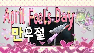 새들의 대화를 사람이 알아들을 수 있어요~만우절April Fool's Day[연구대상앵무새똘이]