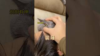 你的猫是不是在装睡？98%养猫人不知道的冷知识！🐱  #猫咪 #cat