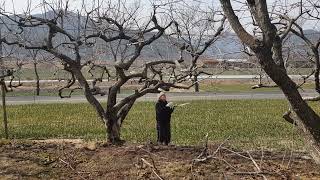 Persimmon Tree Pruning, Persimmon Farm