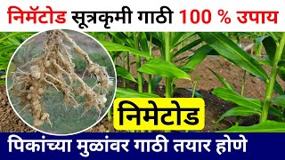 सर्व पिकांवरील निमॅटोड सूत्रकृमी गाठी वर 100 % नियंत्रण | Nematode Control | निमेटोड | अद्रक निमॅटोड